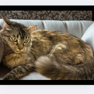 Sorbet, Young Female unknown