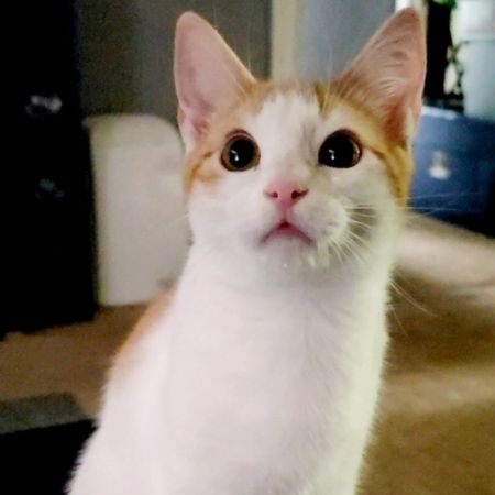 Justin BiePurrr photo