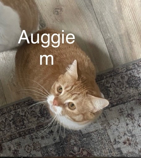 Auggie, an adoptable Domestic Medium Hair in Bend, OR, 97701 | Photo Image 1