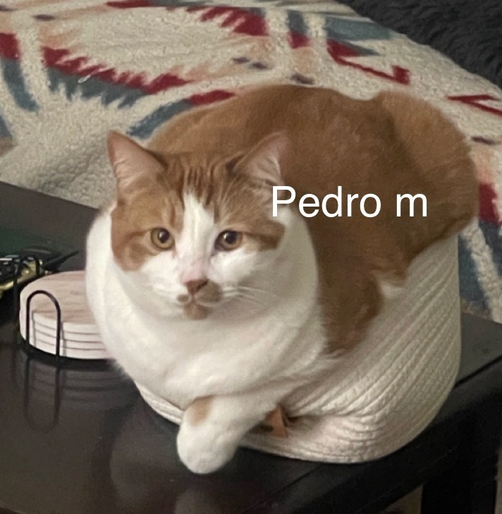 Pedro, an adoptable Domestic Short Hair in Bend, OR, 97701 | Photo Image 1