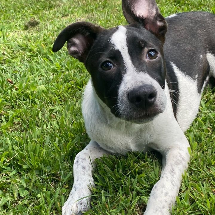 dogtownＴ Dog for adoption - NY Max (Foster in Katonah), a Terrier