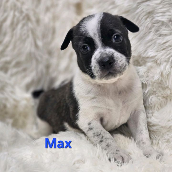Dog for adoption - NY Max (Foster in Katonah), a Terrier