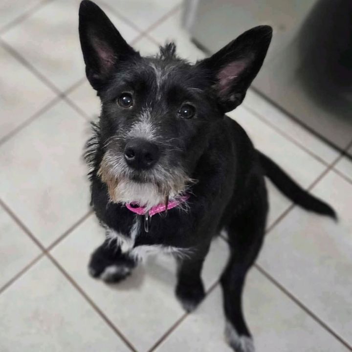 dogtownＴ Dog for adoption - NY Max (Foster in Katonah), a Terrier