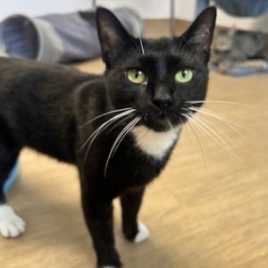 Mimi, Adult Female Domestic Short Hair