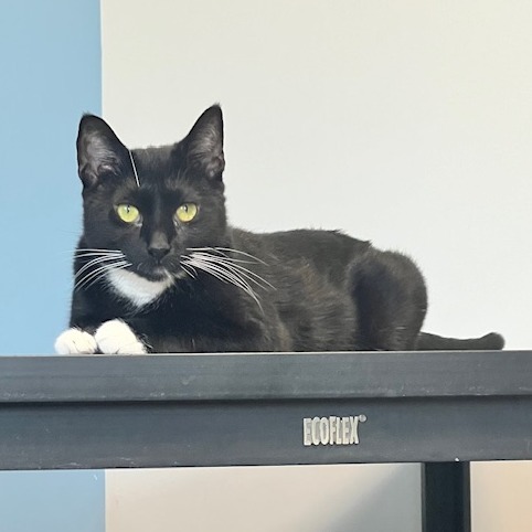 Mimi