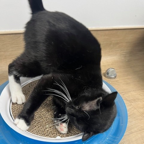 Mimi