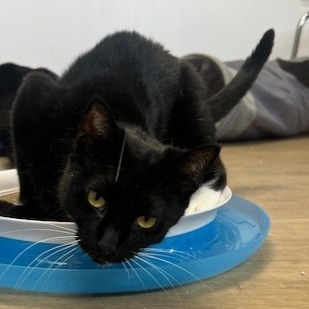 Mimi