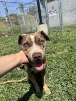 HAZEL Pit Bull Terrier Dog