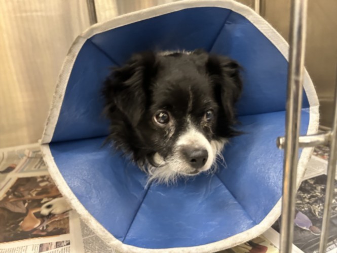 FRODO, an adoptable Papillon in Los Angeles, CA, 90031 | Photo Image 1