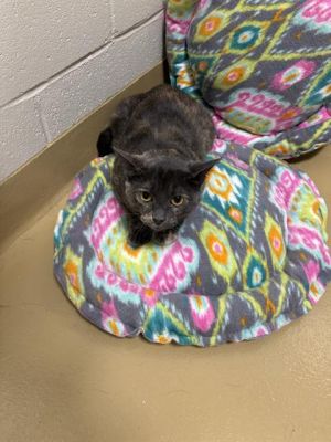 CALLIE, Adult Female Domestic Short Hair
