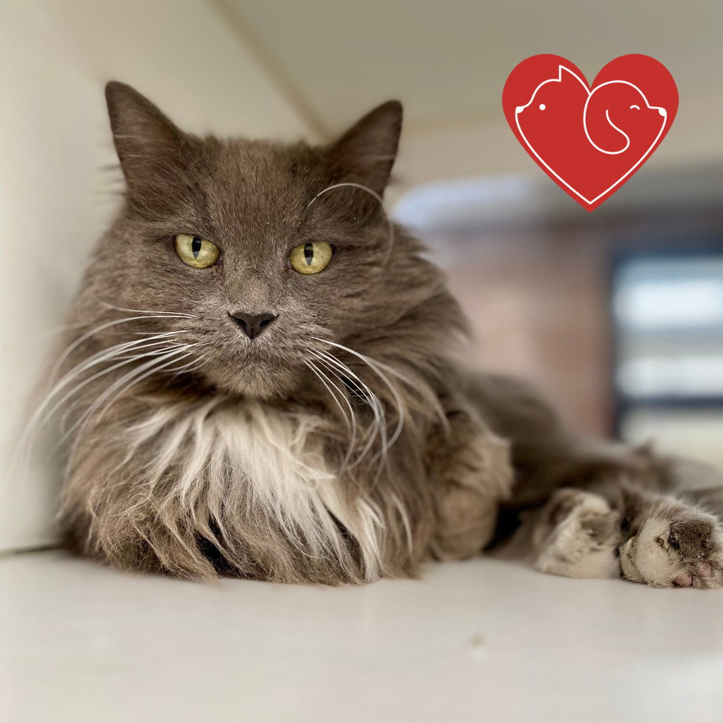 Lilly, an adoptable Domestic Long Hair in Cheyenne, WY, 82007 | Photo Image 1
