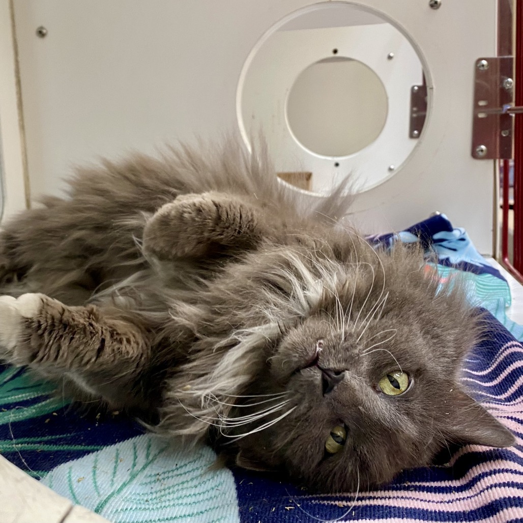 Lilly, an adoptable Domestic Long Hair in Cheyenne, WY, 82007 | Photo Image 2