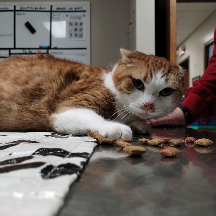 Mildred, an adoptable Domestic Short Hair in Norfolk, NE, 68701 | Photo Image 3