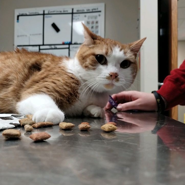 Mildred, an adoptable Domestic Short Hair in Norfolk, NE, 68701 | Photo Image 3