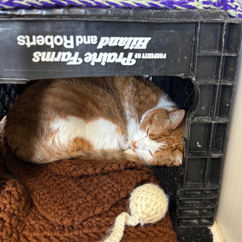 Mildred, an adoptable Domestic Short Hair in Norfolk, NE, 68701 | Photo Image 4