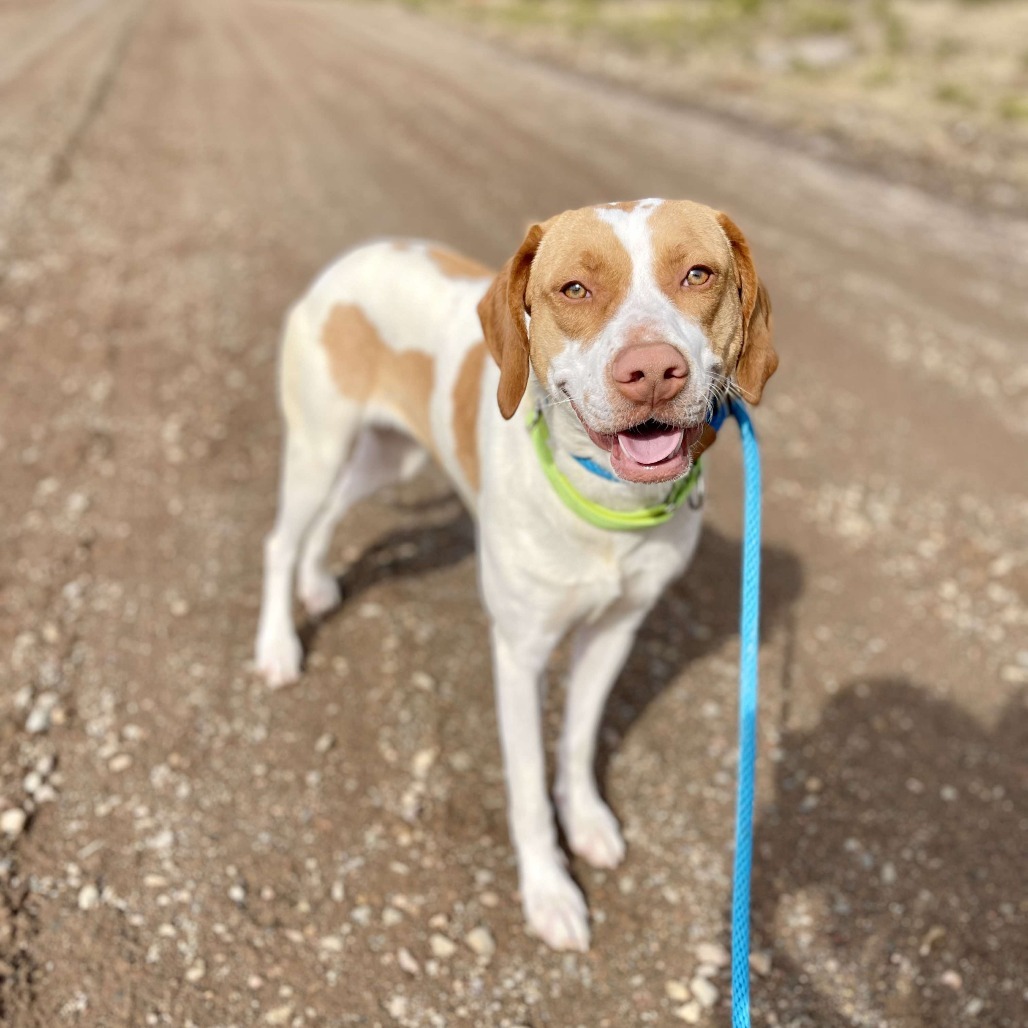 Shirley, an adoptable Pointer, Mixed Breed in Park Falls, WI, 54552 | Photo Image 1