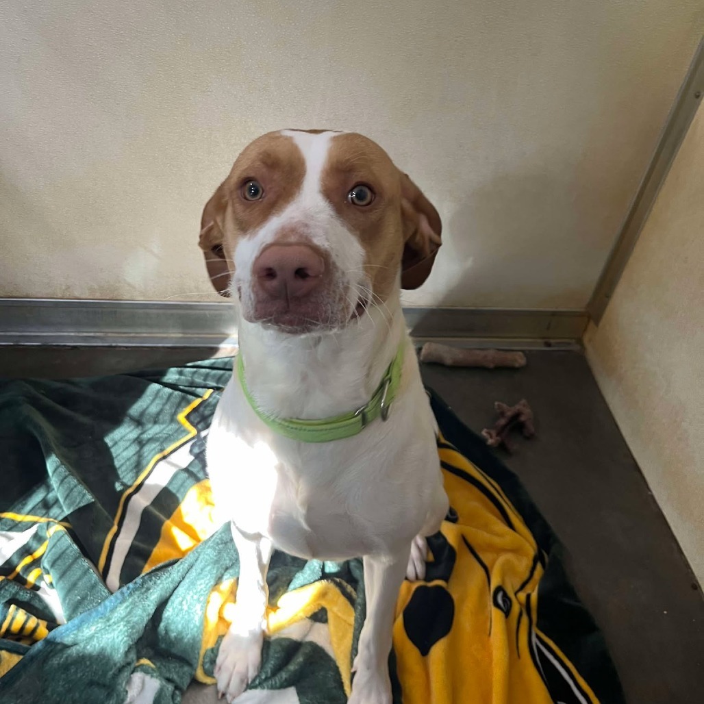 Shirley, an adoptable Pointer, Mixed Breed in Park Falls, WI, 54552 | Photo Image 2
