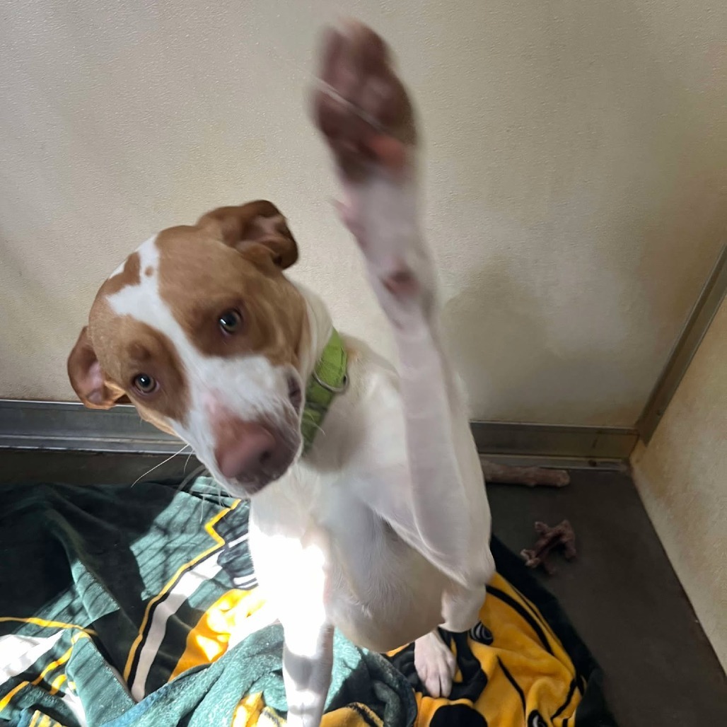 Shirley, an adoptable Pointer, Mixed Breed in Park Falls, WI, 54552 | Photo Image 3
