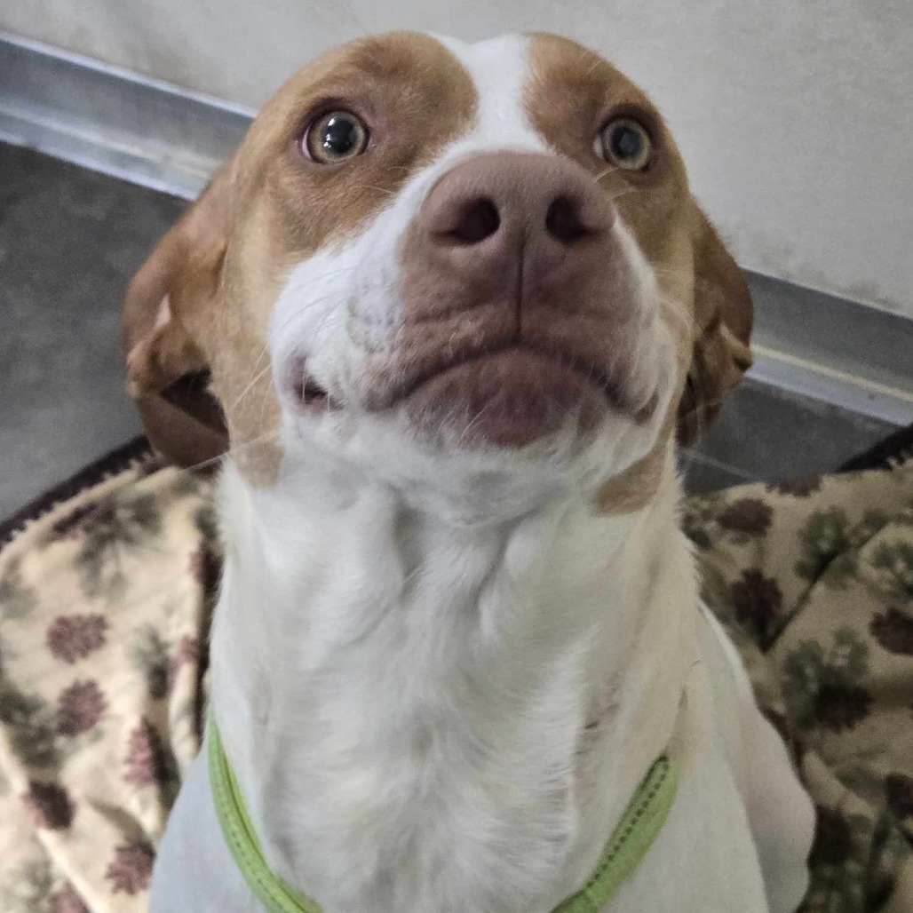 Shirley, an adoptable Pointer, Mixed Breed in Park Falls, WI, 54552 | Photo Image 4