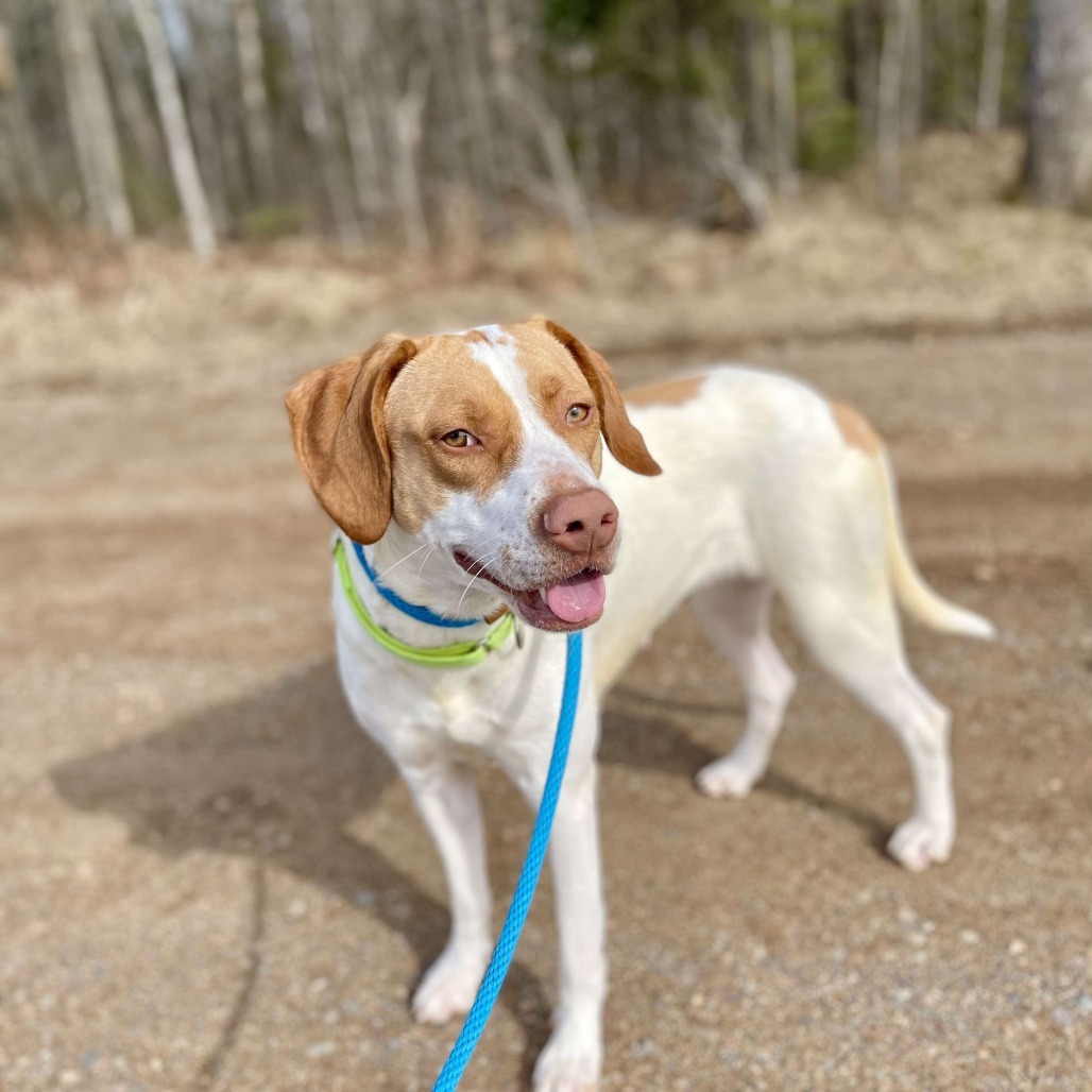 Shirley, an adoptable Pointer, Mixed Breed in Park Falls, WI, 54552 | Photo Image 5