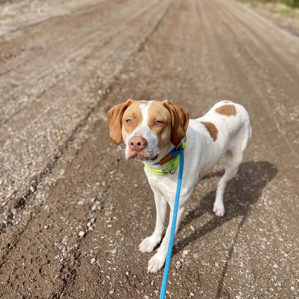 Shirley, an adoptable Pointer, Mixed Breed in Park Falls, WI, 54552 | Photo Image 6