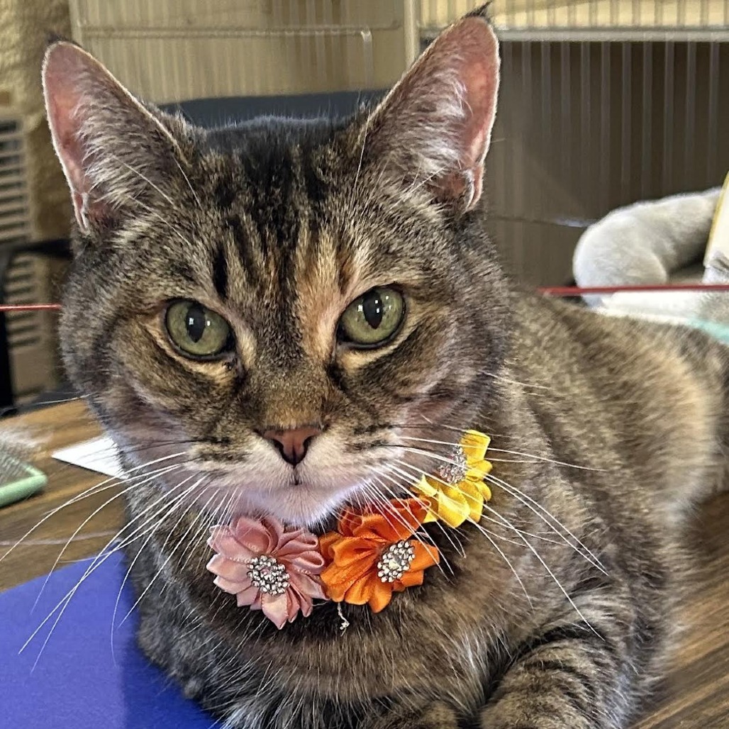 Cupcake (Sponsored!)