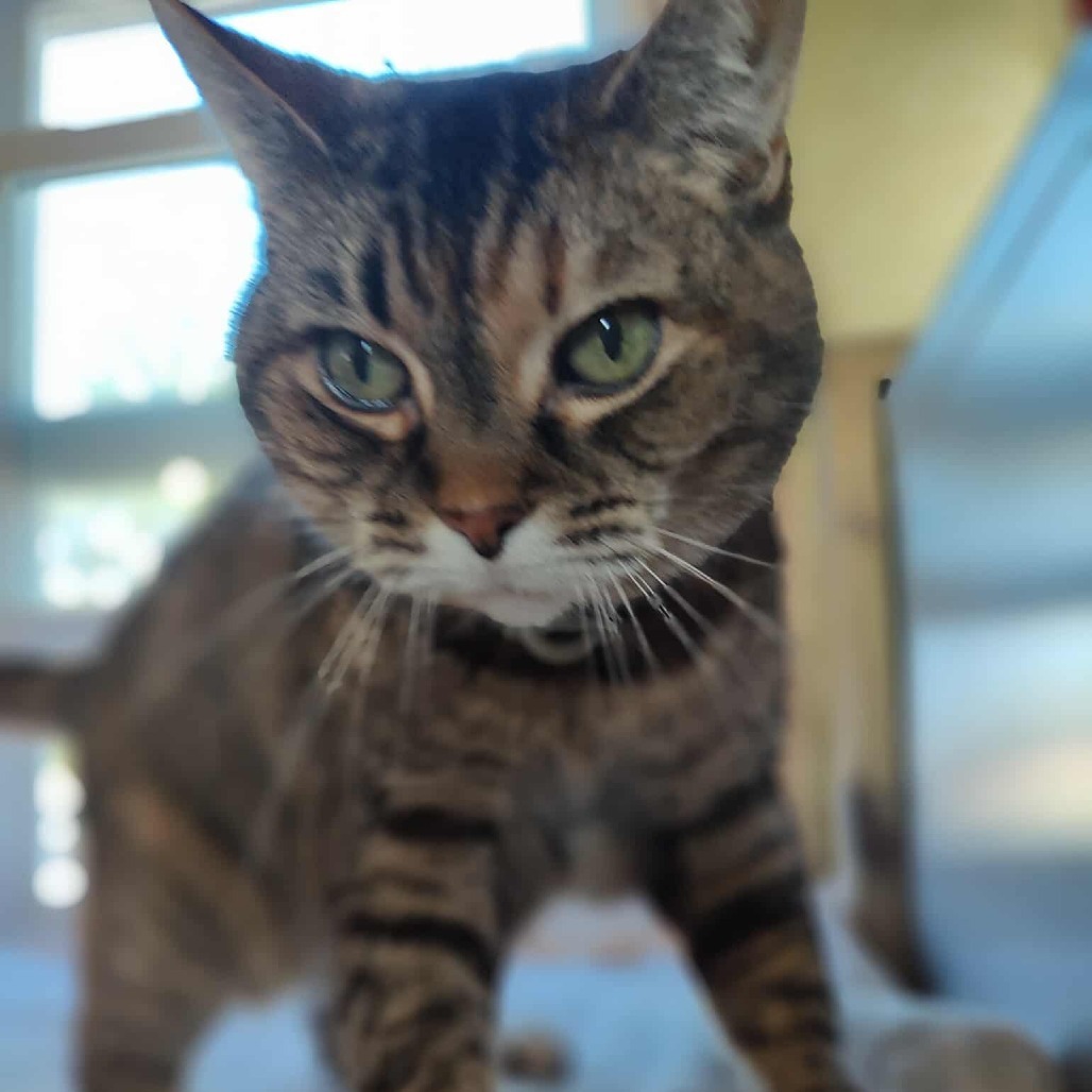 Cupcake (Sponsored!), an adoptable Domestic Short Hair in Park Falls, WI, 54552 | Photo Image 2