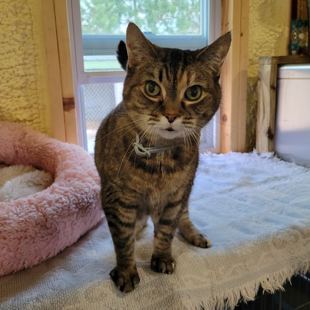 Cupcake (Sponsored!), an adoptable Domestic Short Hair in Park Falls, WI, 54552 | Photo Image 3