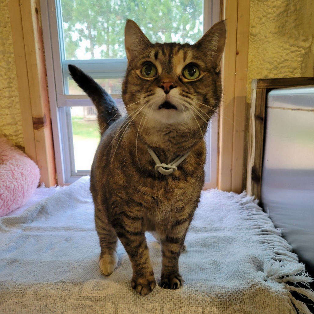 Cupcake (Sponsored!), an adoptable Domestic Short Hair in Park Falls, WI, 54552 | Photo Image 4