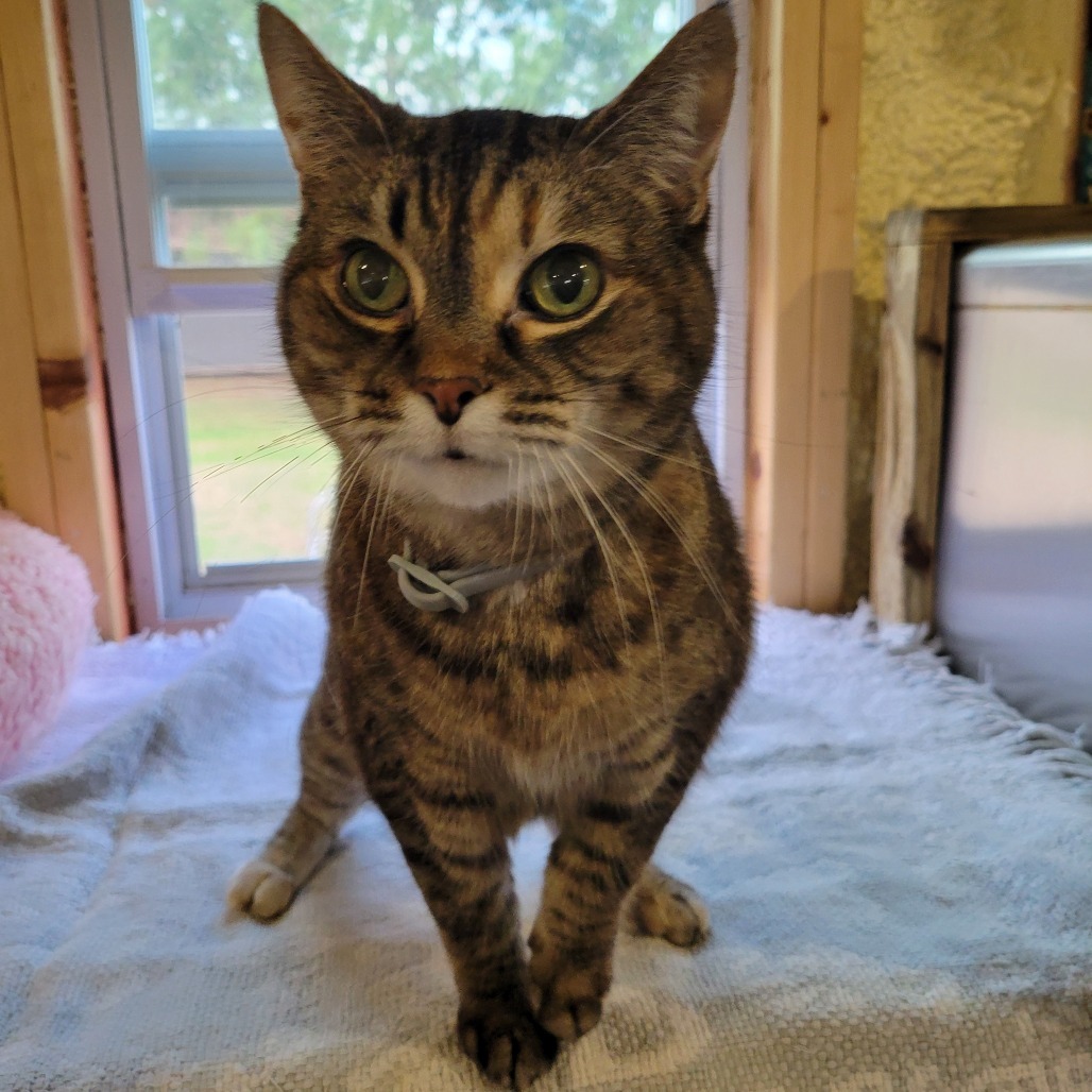 Cupcake (Sponsored!), an adoptable Domestic Short Hair in Park Falls, WI, 54552 | Photo Image 5