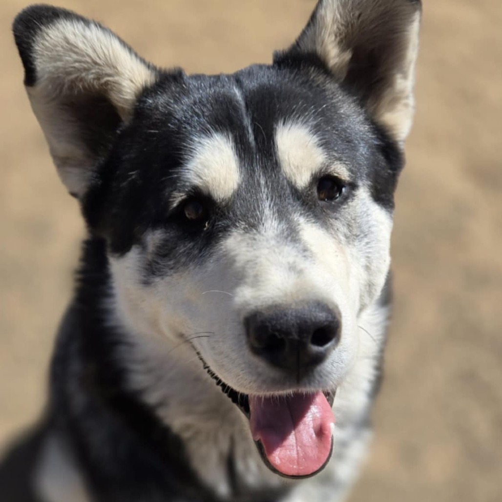 Oso - Pawsome Malamute Man!