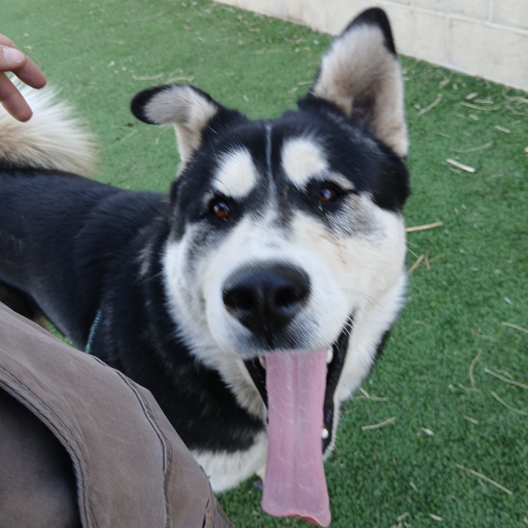 Oso - Pawsome Malamute Man!
