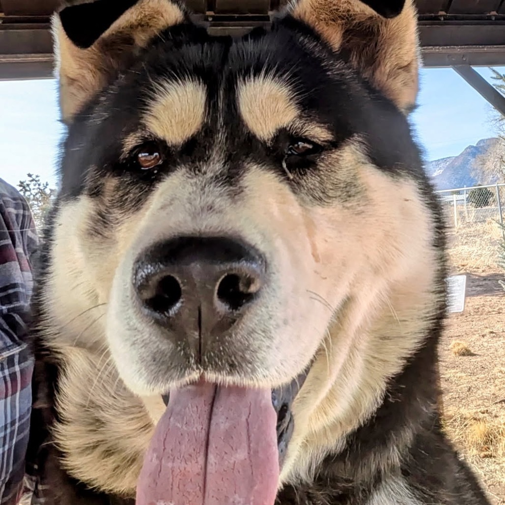Oso - Pawsome Malamute Man!