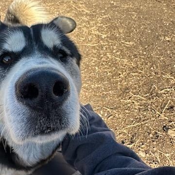 Oso - Pawsome Malamute Man!
