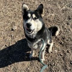 Oso - Pawsome Malamute Man!