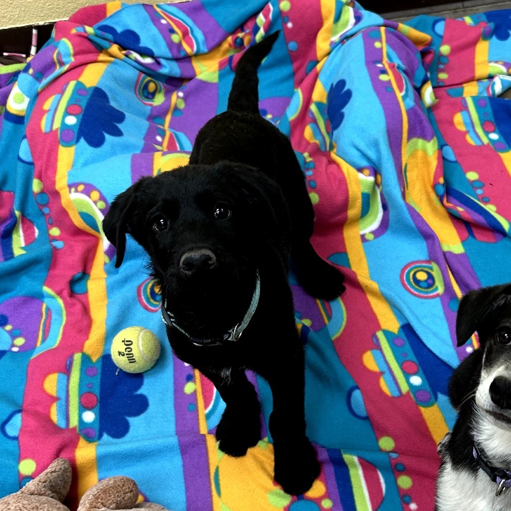 Otis - Loves Dogs & People!