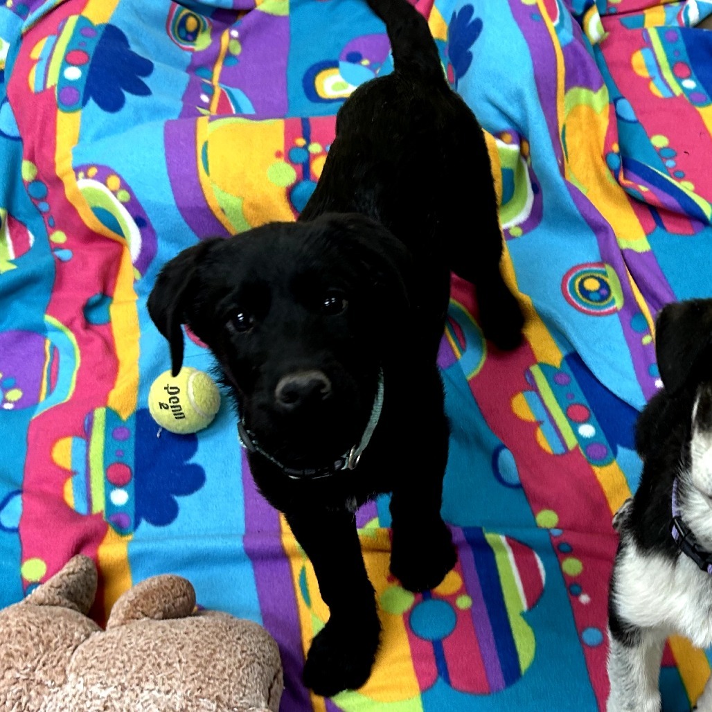 Otis - Loves Dogs & People!