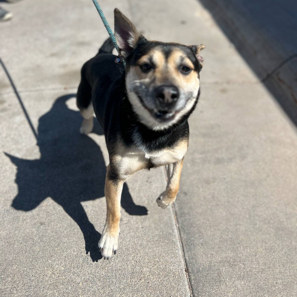 Louie, an adoptable Corgi, Shepherd in Garden City, KS, 67846 | Photo Image 1