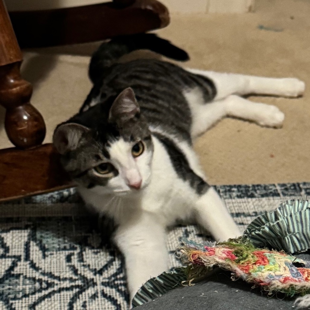Saavedra J #10 aka Ragnar, an adoptable Domestic Short Hair in Bulverde, TX, 78163 | Photo Image 3