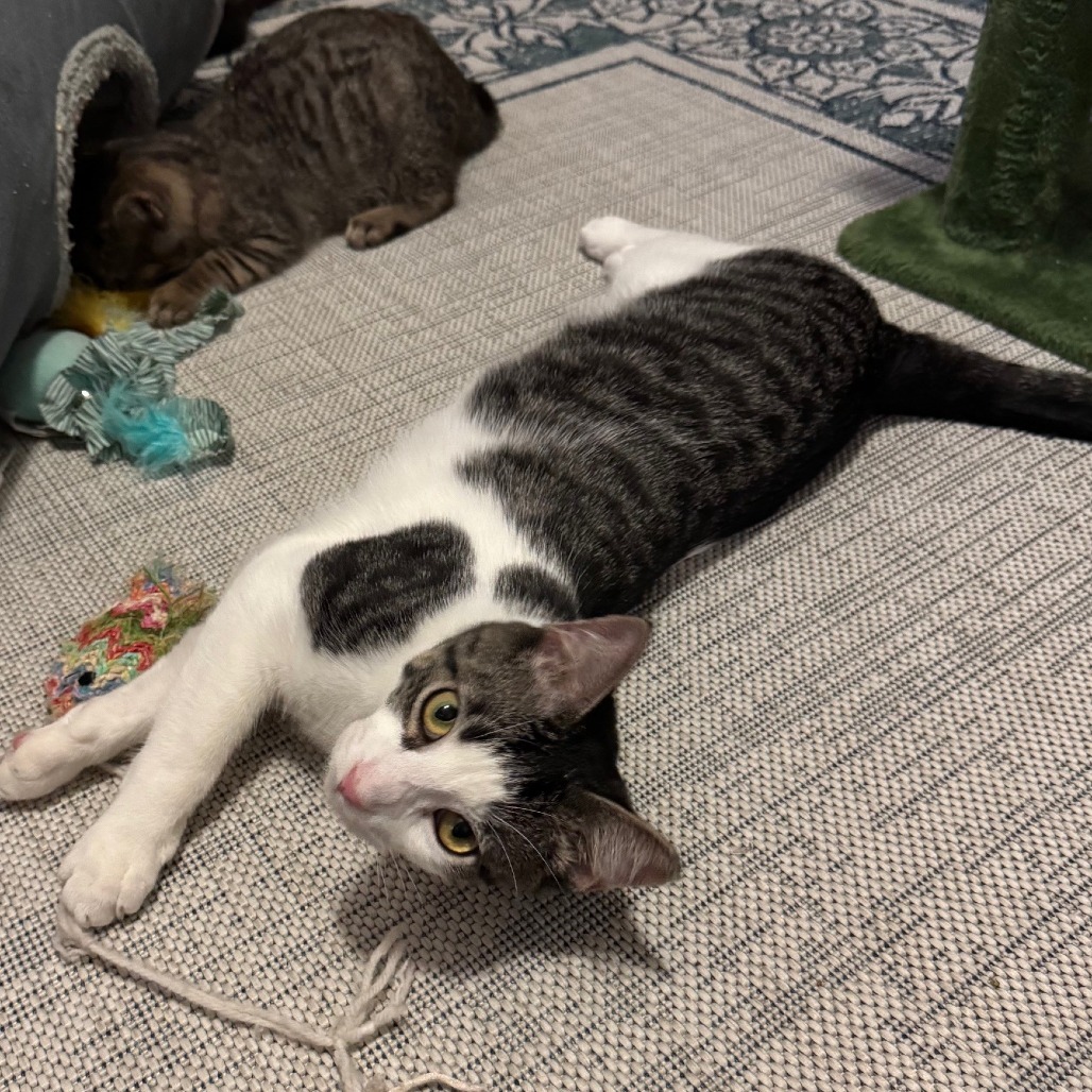 Saavedra J #10 aka Ragnar, an adoptable Domestic Short Hair in Bulverde, TX, 78163 | Photo Image 4