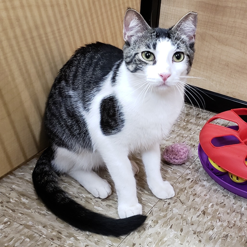 Saavedra J #10 aka Ragnar, an adoptable Domestic Short Hair in Bulverde, TX, 78163 | Photo Image 5