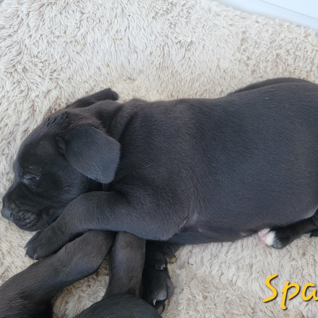 Sparky