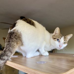 Paquito Domestic Short Hair Cat