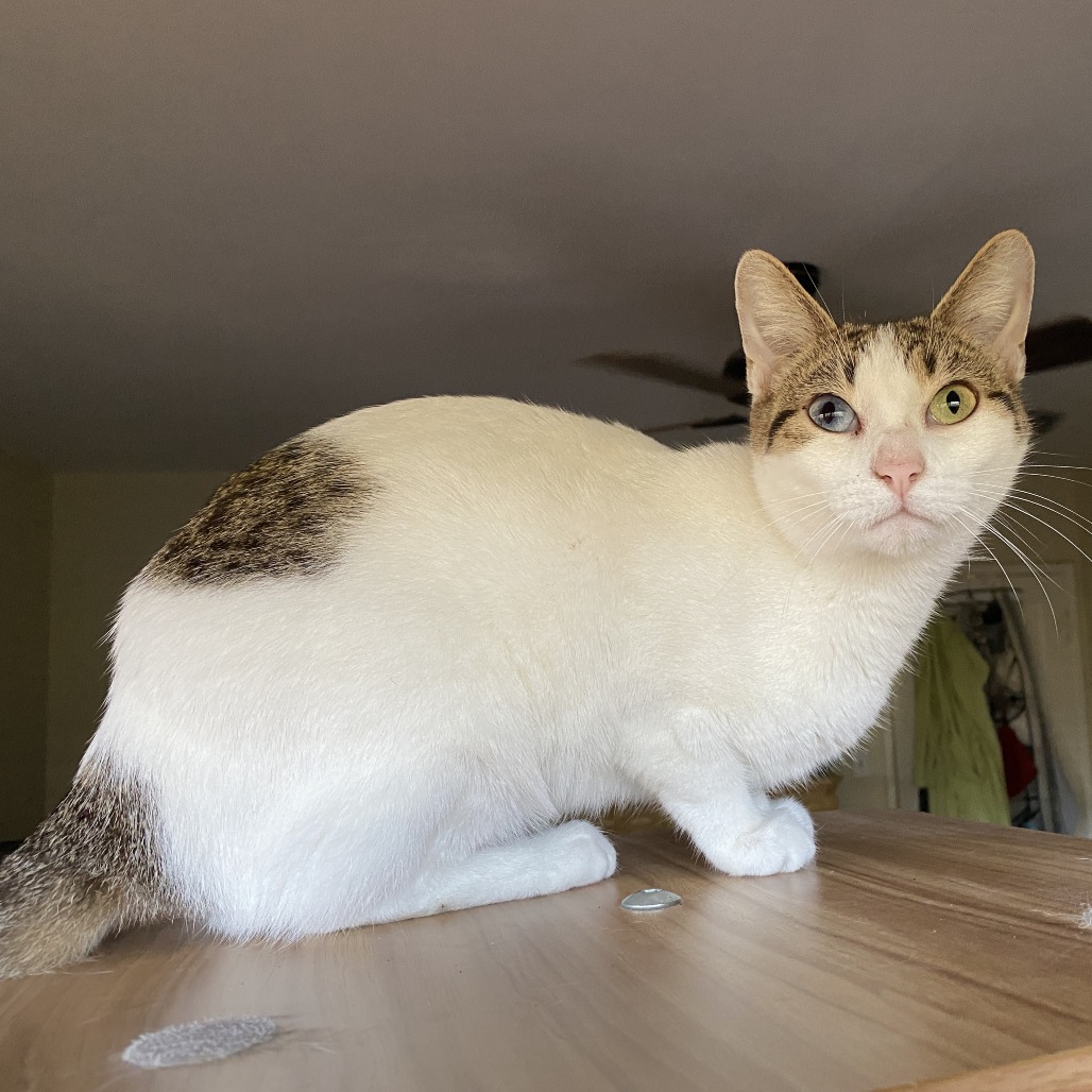 Paquito