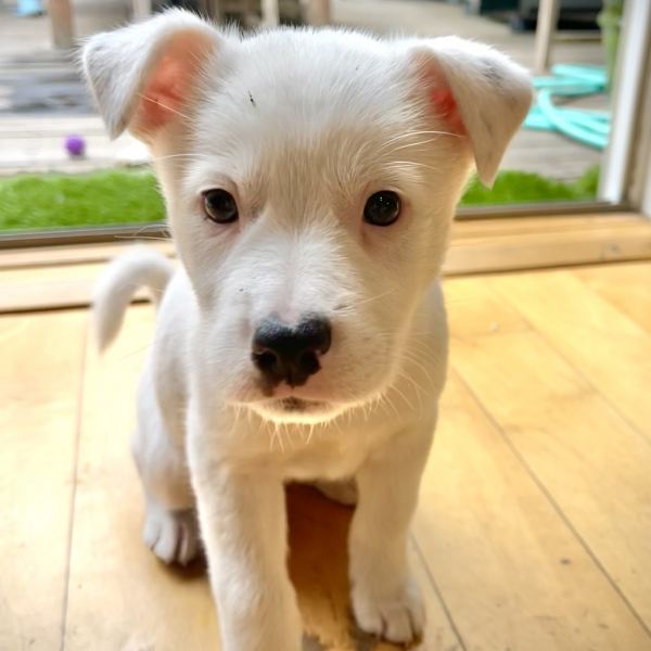 BRUNO