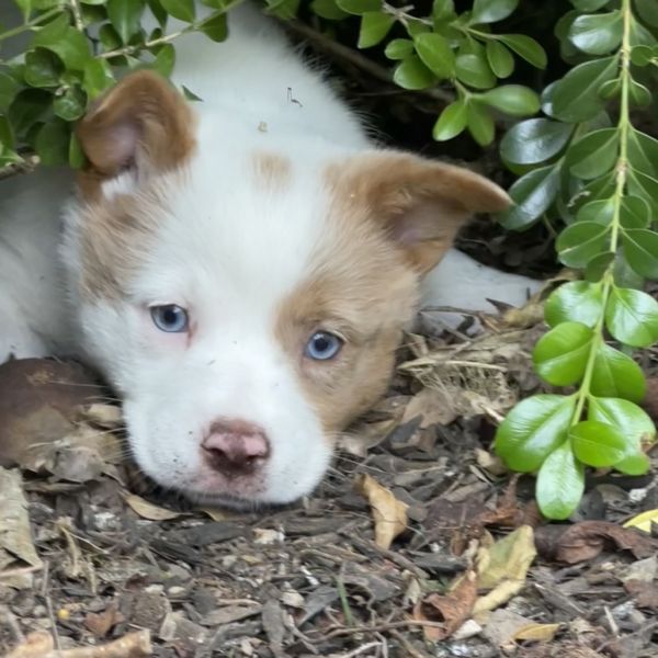 COCO