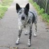 SPROCKET