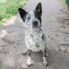 SPROCKET