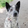 SPROCKET