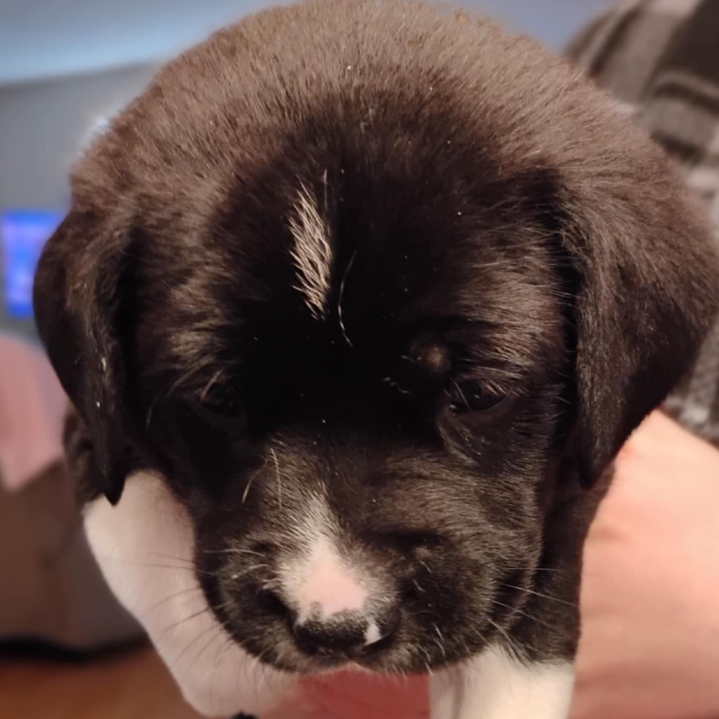 Duke